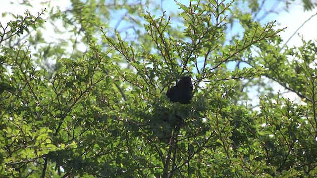 Austral Blackbird - ML619278898