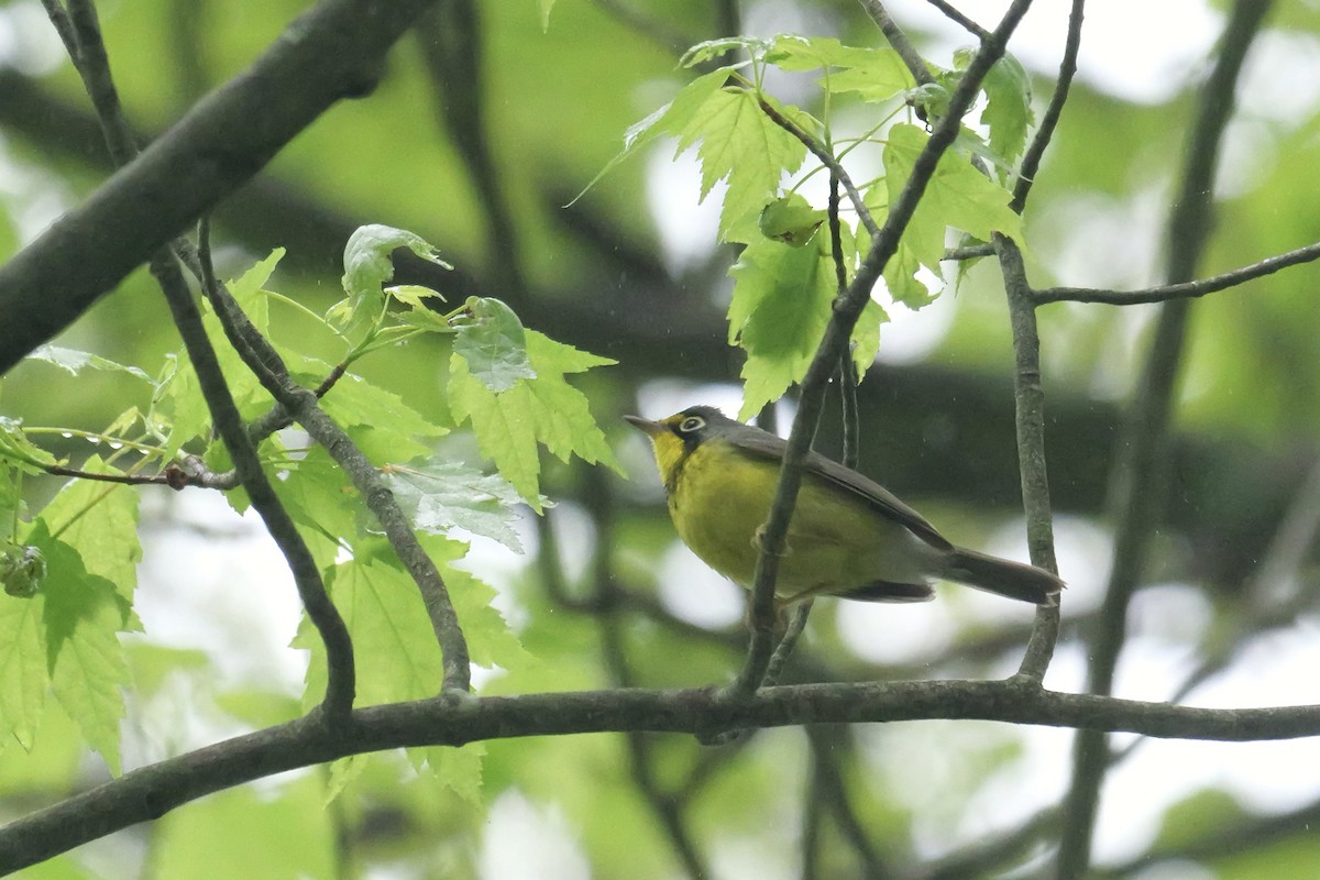 Canada Warbler - Russ Smiley