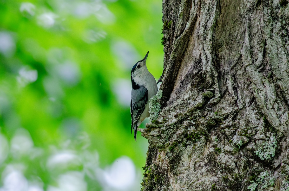 White-breasted Nuthatch (Eastern) - Alison Robey