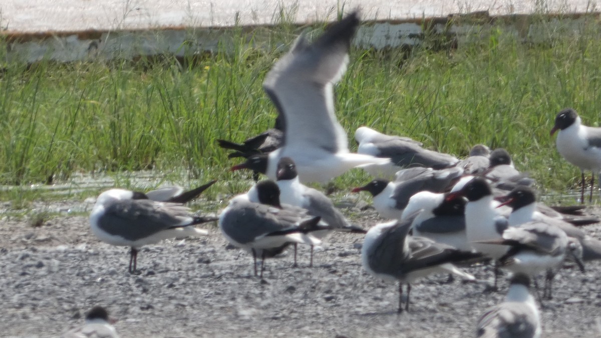 Laughing Gull - ML619278908