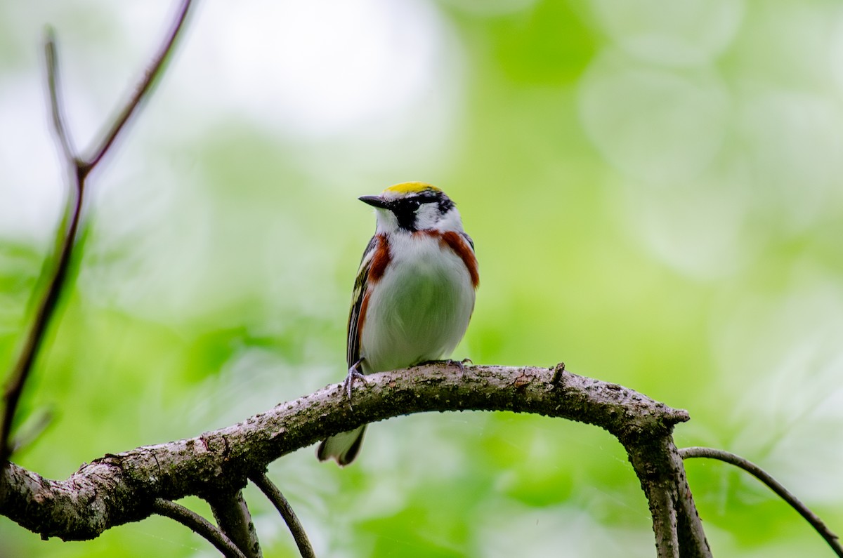 Chestnut-sided Warbler - Alison Robey