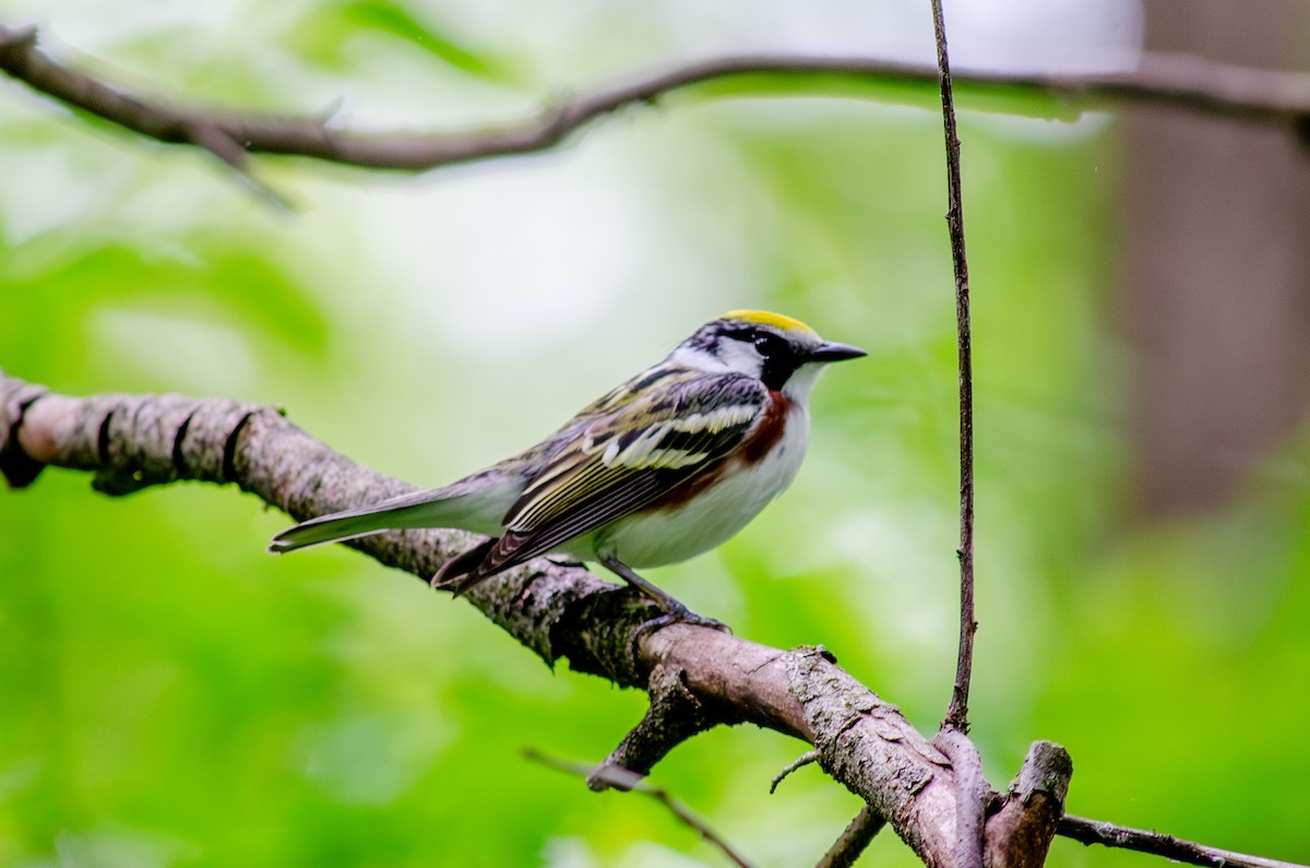 Chestnut-sided Warbler - Alison Robey