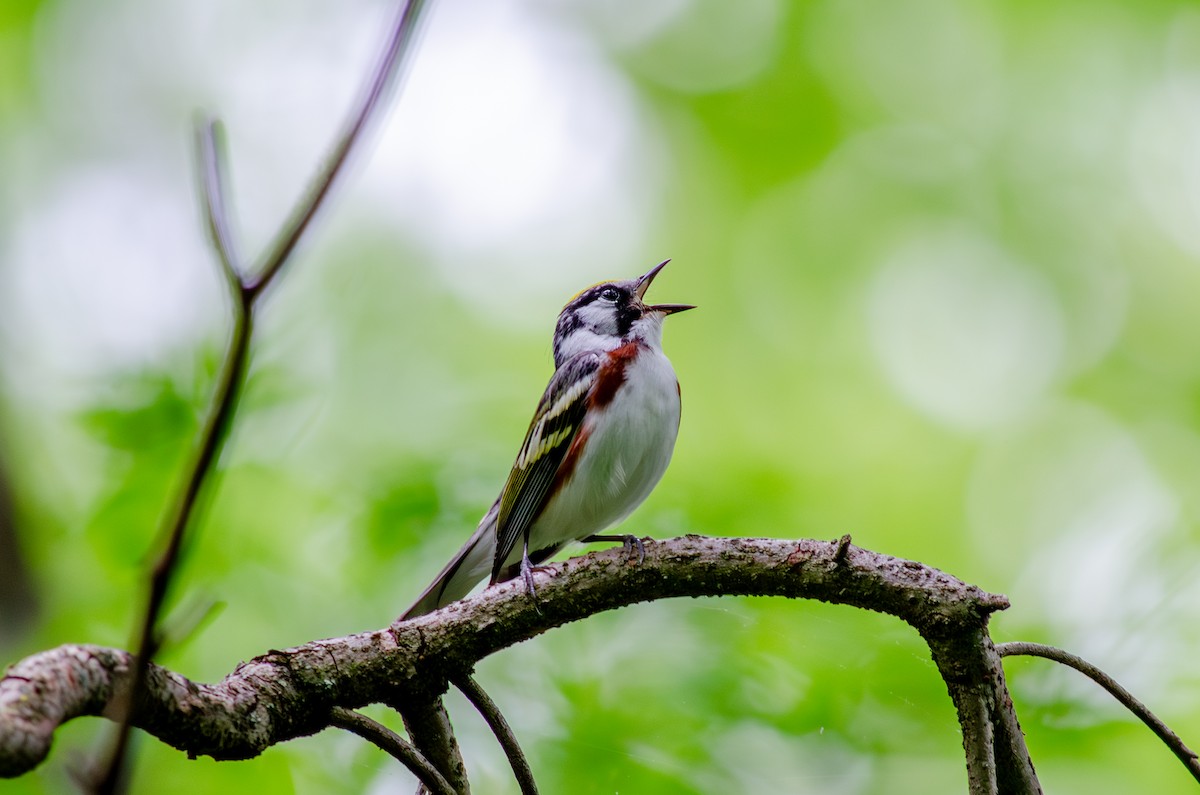 Chestnut-sided Warbler - Alison Robey