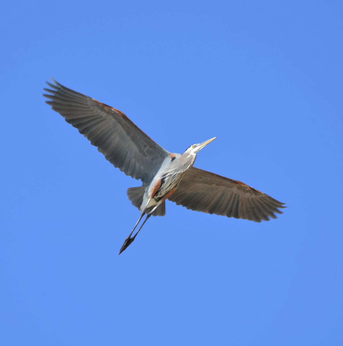 Great Blue Heron - ML619278938