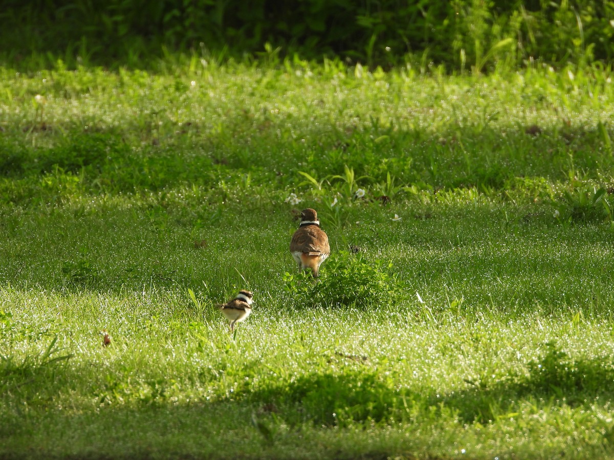 Killdeer - Kent Millham