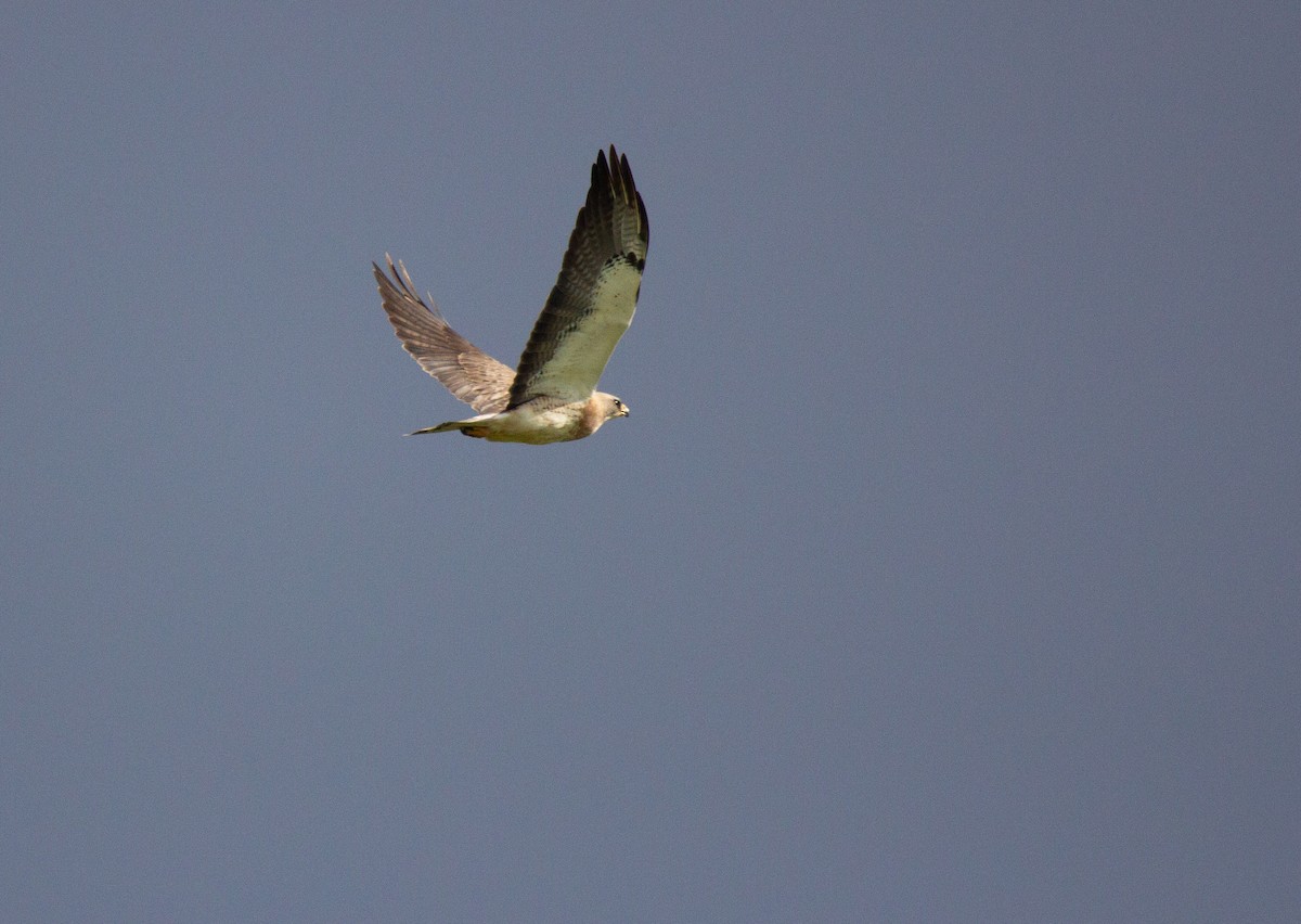 Swainson's Hawk - Scott Evanson