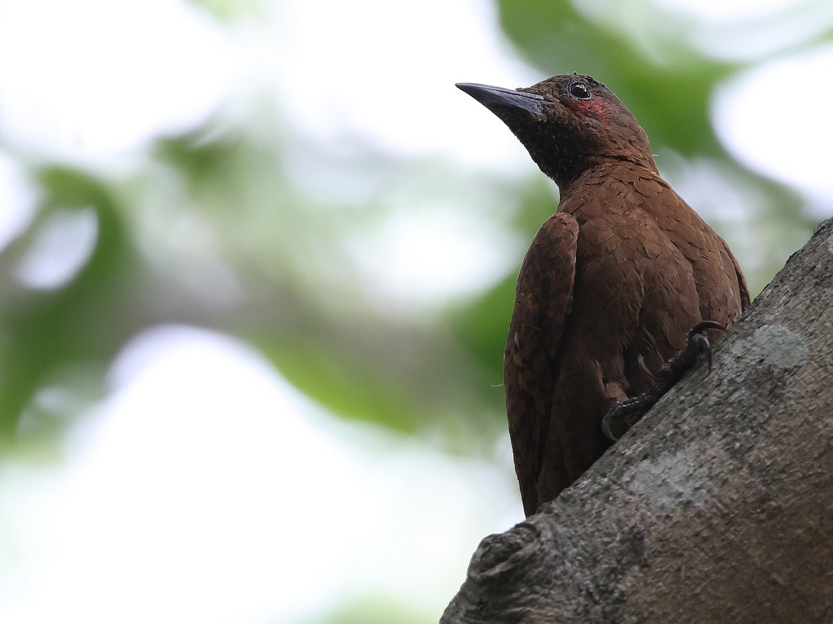 Rufous Woodpecker - Gowri Shankar S