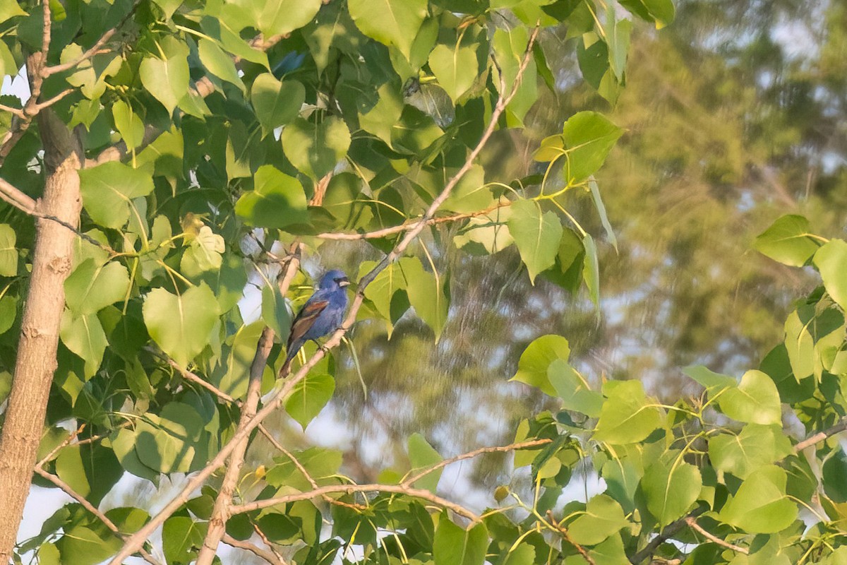 Blue Grosbeak - ML619278961