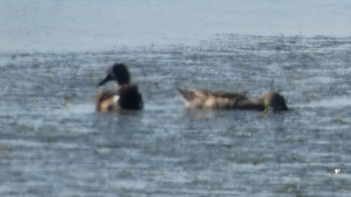 Blue-winged Teal - ML619278992