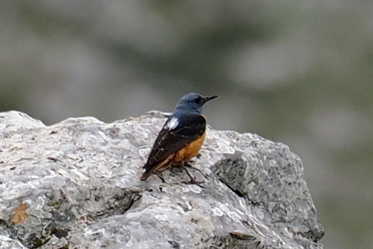 Rufous-tailed Rock-Thrush - Donna Pomeroy