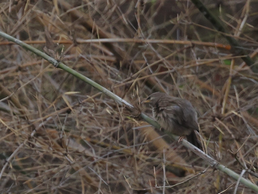 Jungle Babbler - Gowri Shankar S