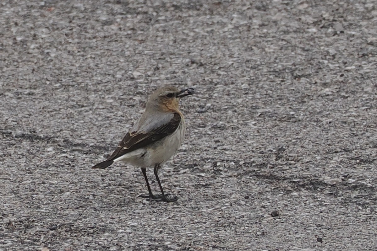 Northern Wheatear - Donna Pomeroy