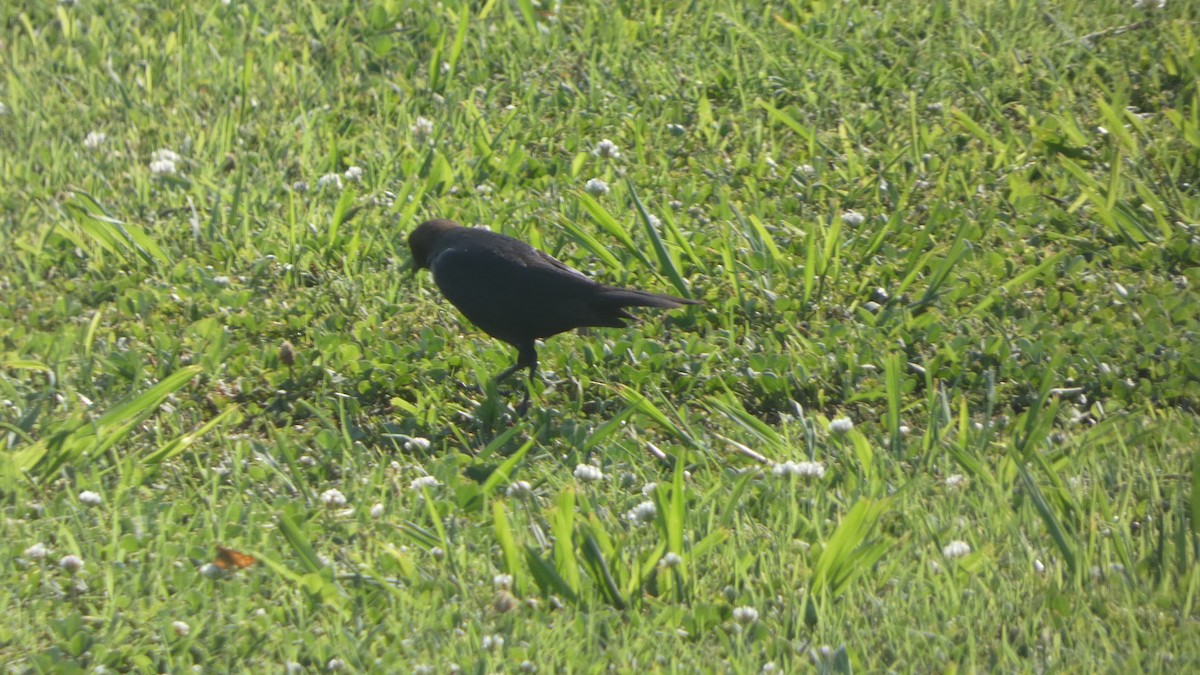 Brown-headed Cowbird - ML619279023