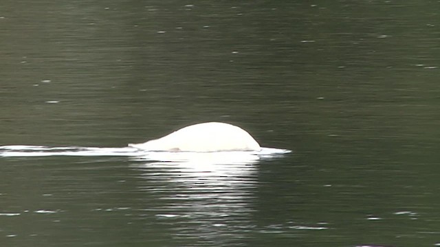 Cygne à cou noir - ML619279024