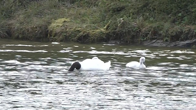 Cygne à cou noir - ML619279028