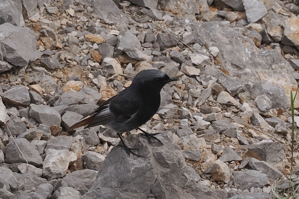 Black Redstart - Donna Pomeroy