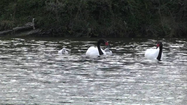Black-necked Swan - ML619279031