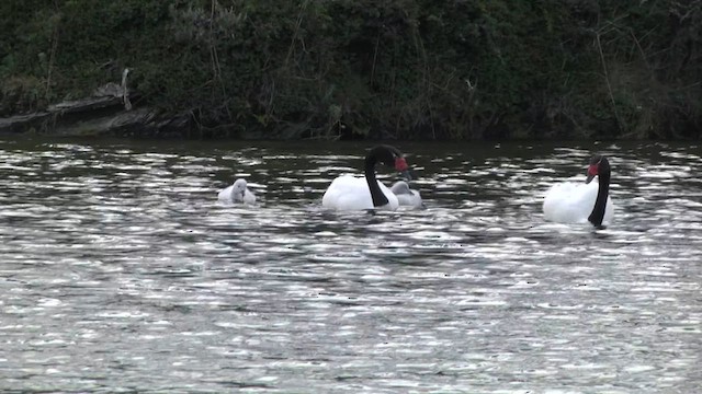 Cygne à cou noir - ML619279031