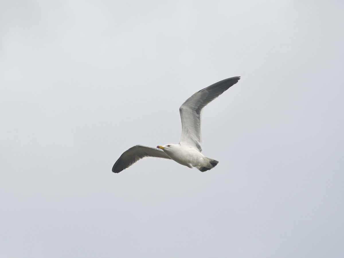 Black-tailed Gull - Bharath Ravikumar