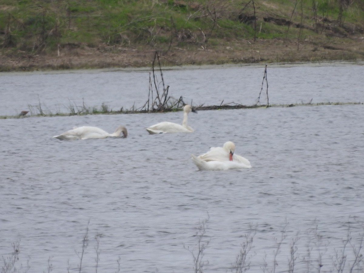 Mute Swan - Isaiah Craft