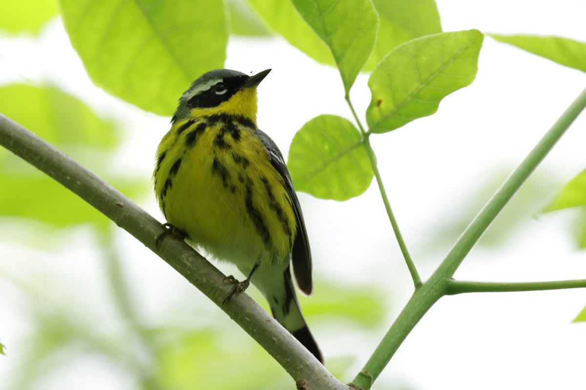 Magnolia Warbler - Amy Nash