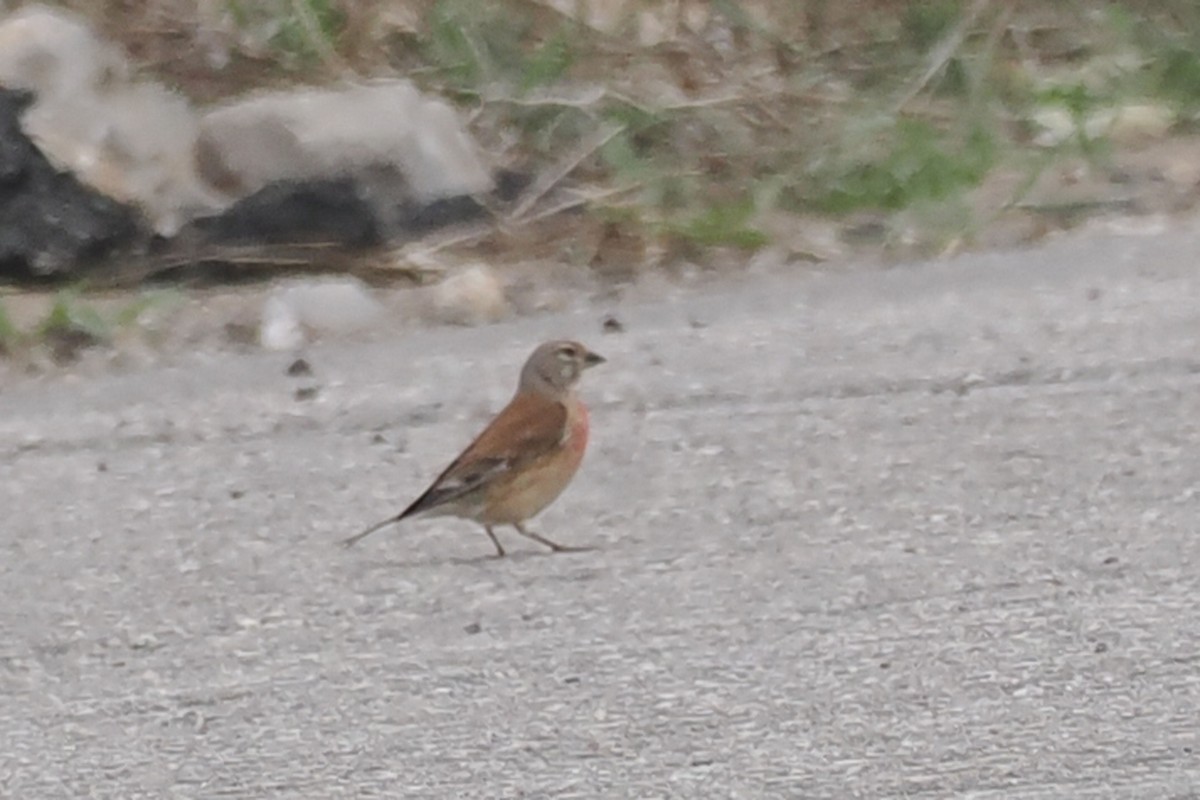 Eurasian Linnet - ML619279043