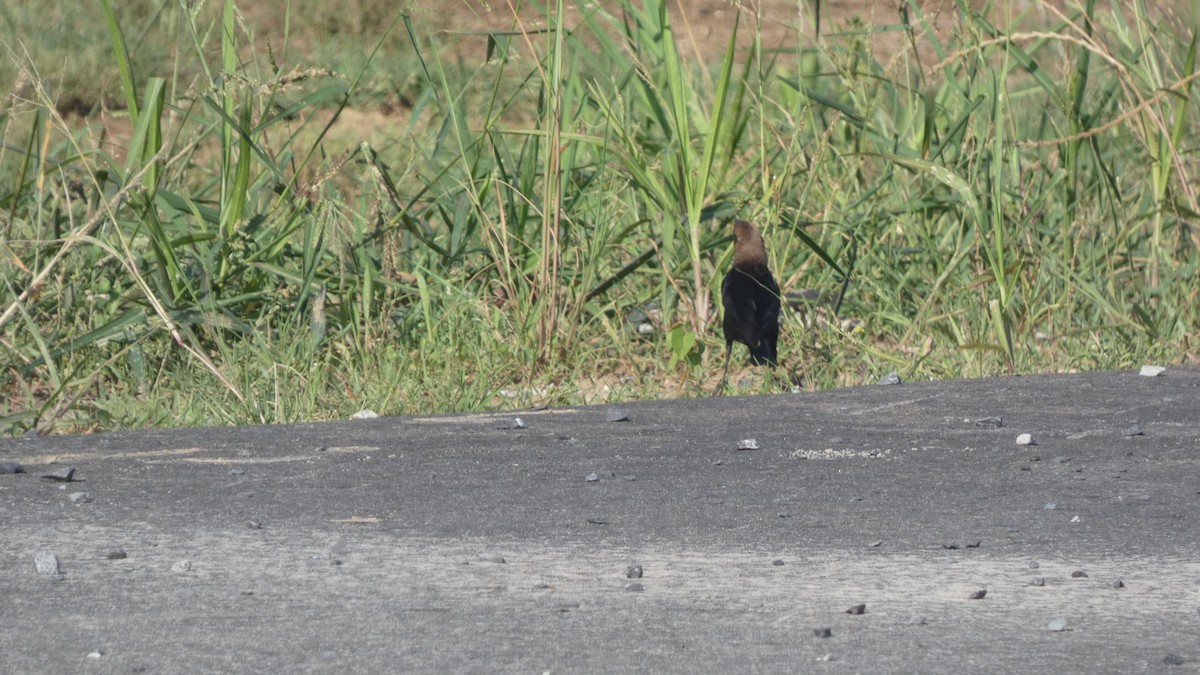 Brown-headed Cowbird - ML619279045