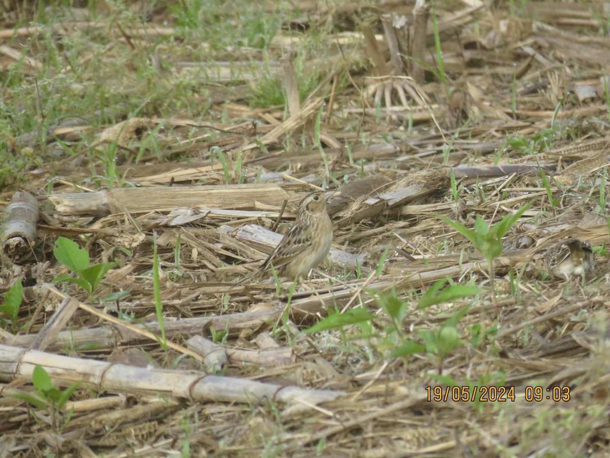 Grasshopper Sparrow - ML619279048