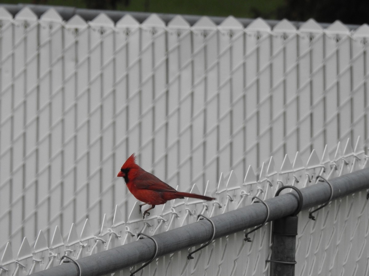 Northern Cardinal - André St Pierre Aline Beauchemin