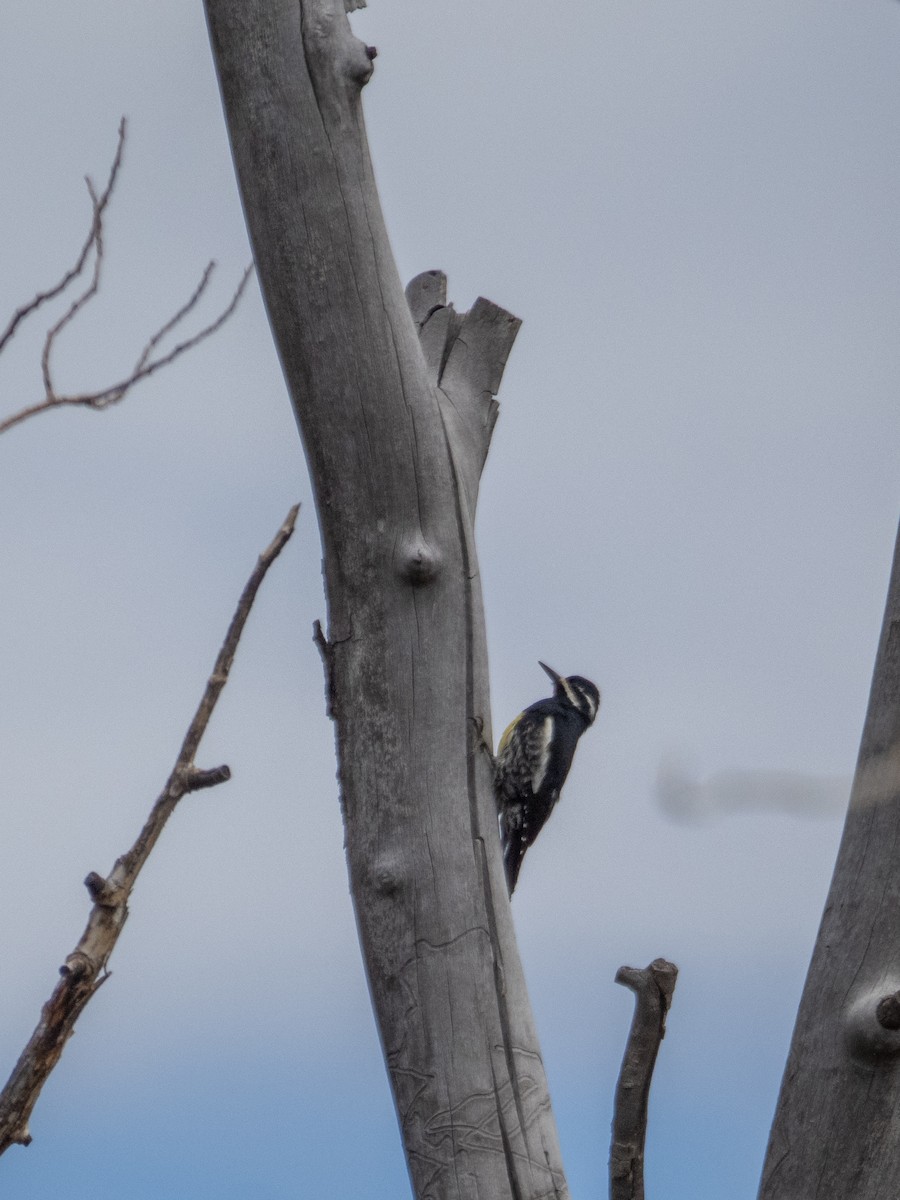 Williamson's Sapsucker - Stephen Tarnowski