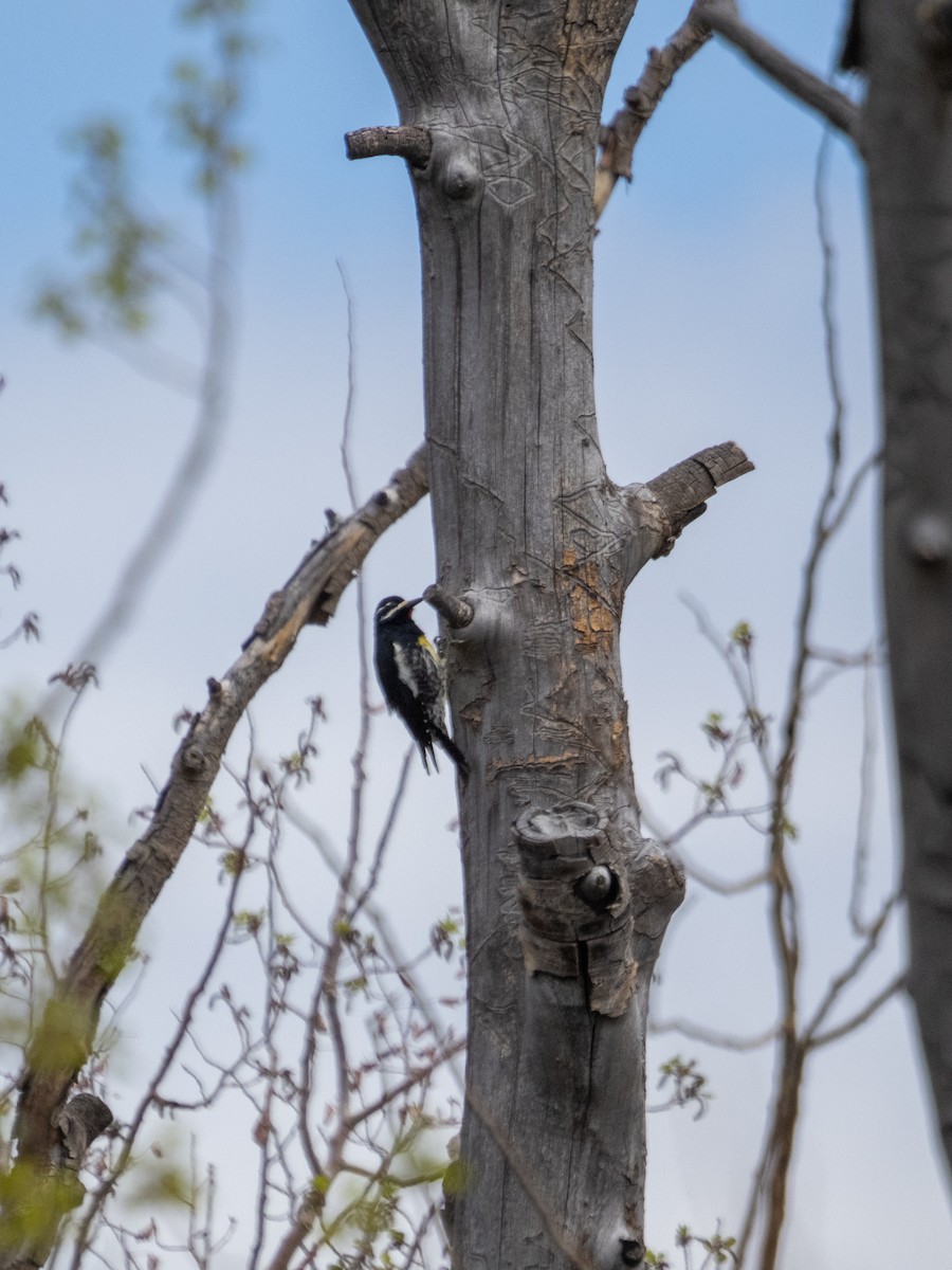 Williamson's Sapsucker - Stephen Tarnowski