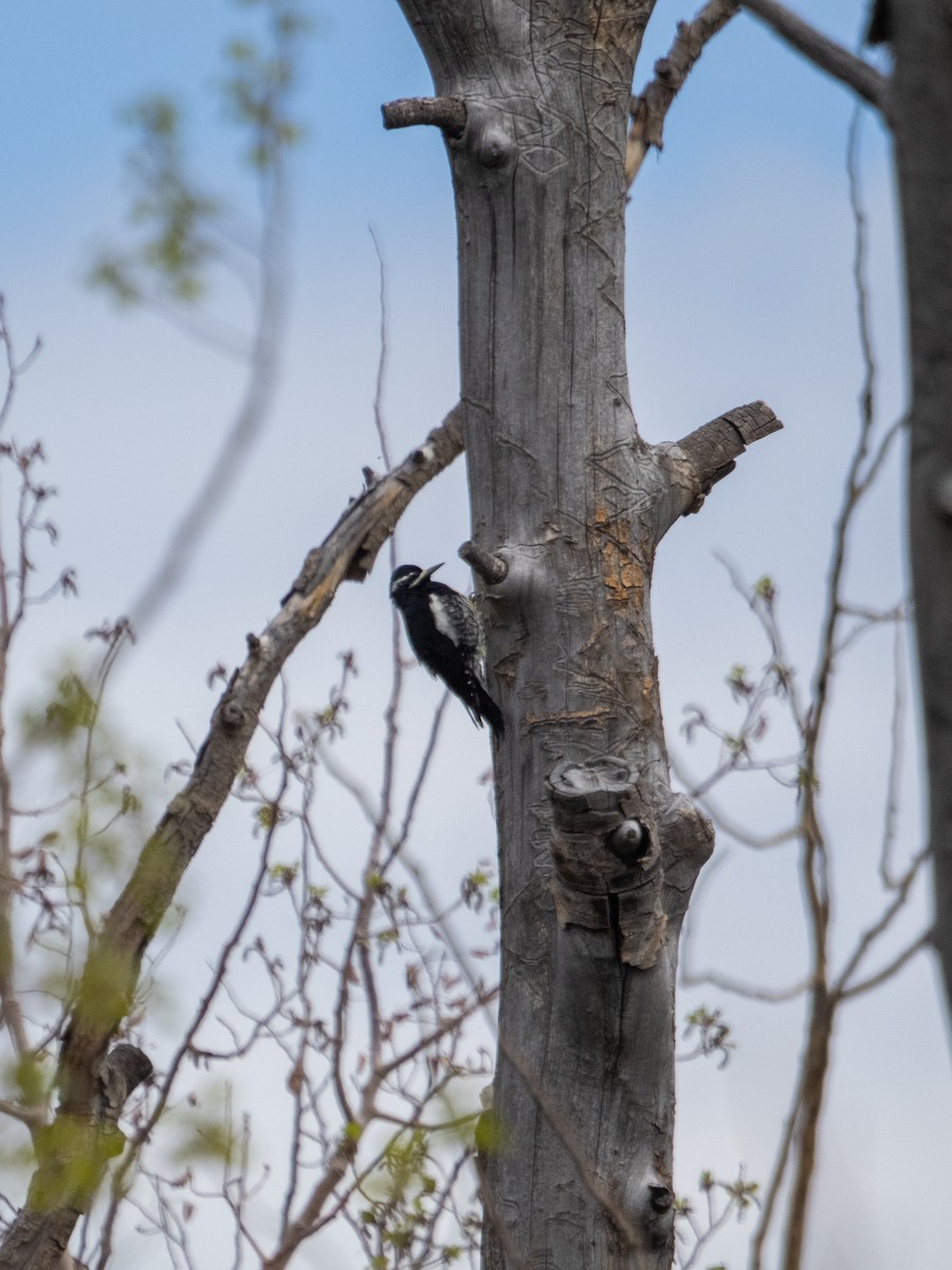 Williamson's Sapsucker - Stephen Tarnowski