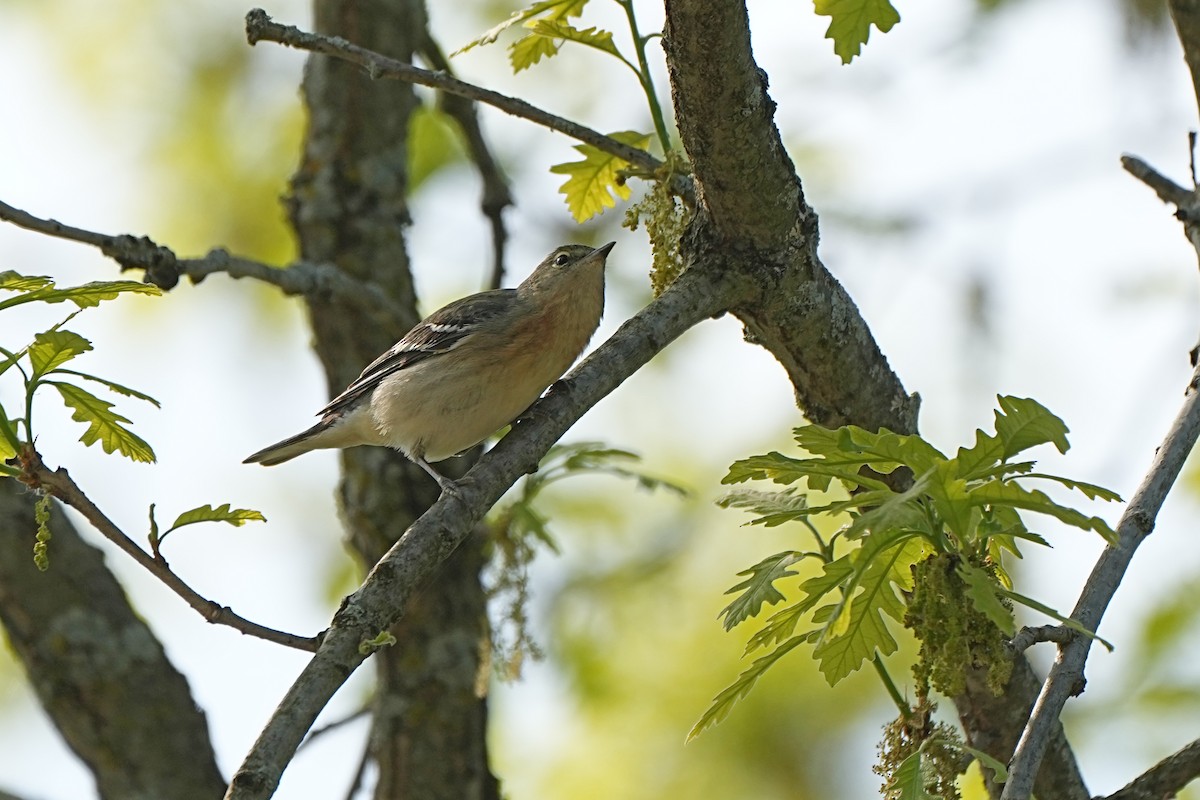 Bay-breasted Warbler - ML619279077