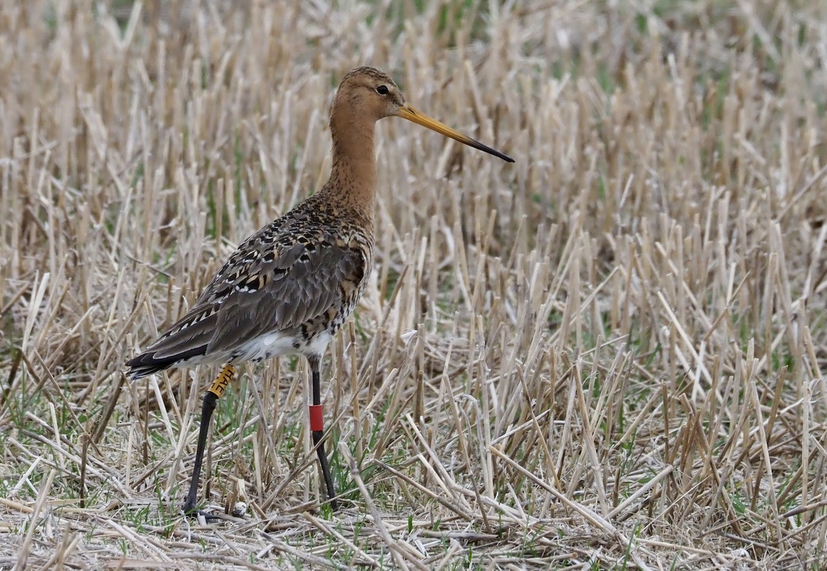 Black-tailed Godwit - ML619279078