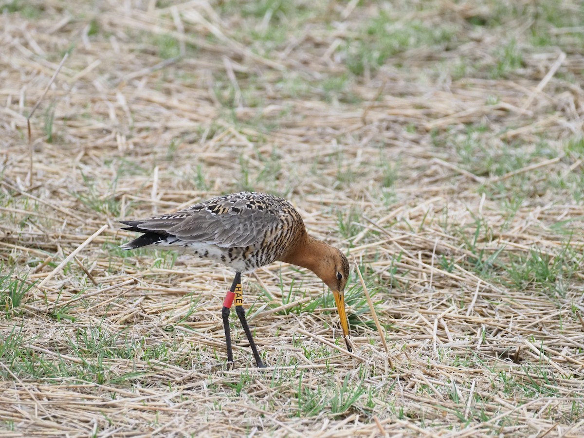 Black-tailed Godwit - Susan Blackford