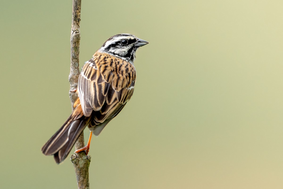 Rock Bunting - ML619279096