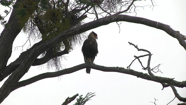 Caracara huppé (plancus) - ML619279097