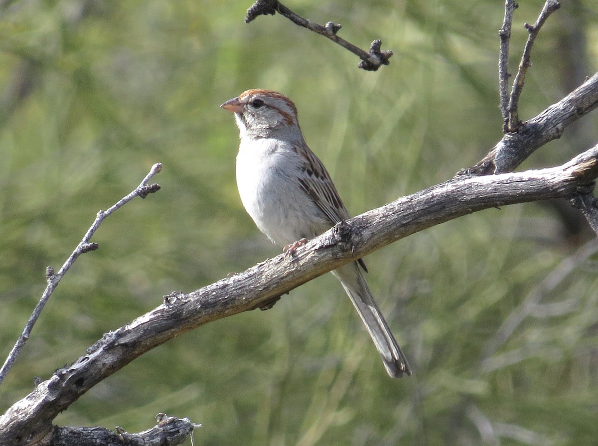 Rufous-winged Sparrow - Shaun Robson