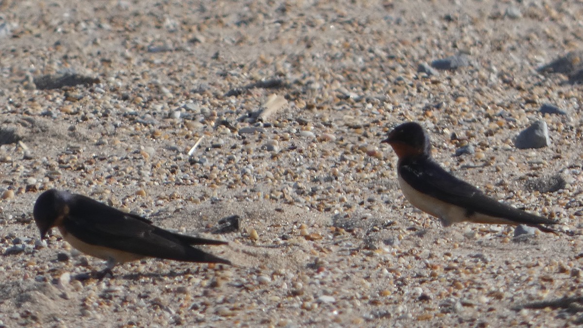 Barn Swallow - ML619279104