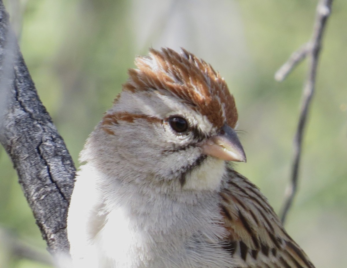 Rufous-winged Sparrow - Shaun Robson