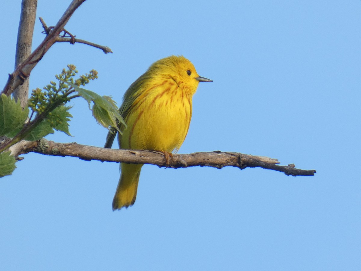 Yellow Warbler - David Riddle