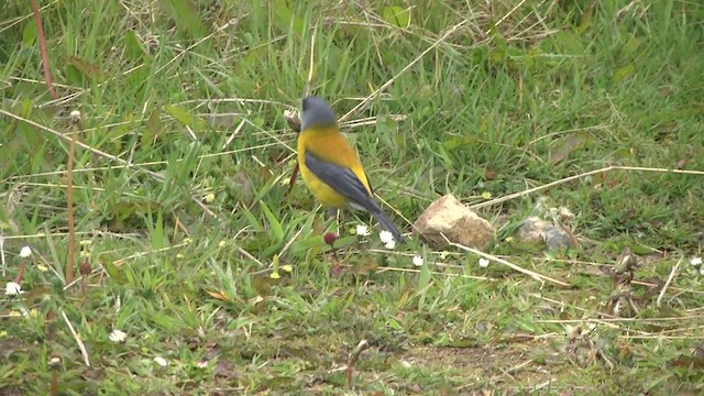 Patagonian Sierra Finch - ML619279112