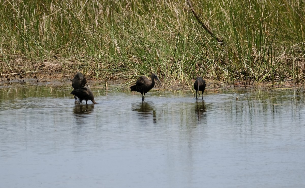 Limpkin - Art Jacques