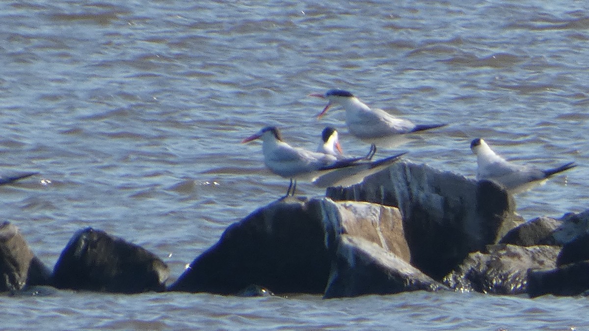 Royal Tern - ML619279118