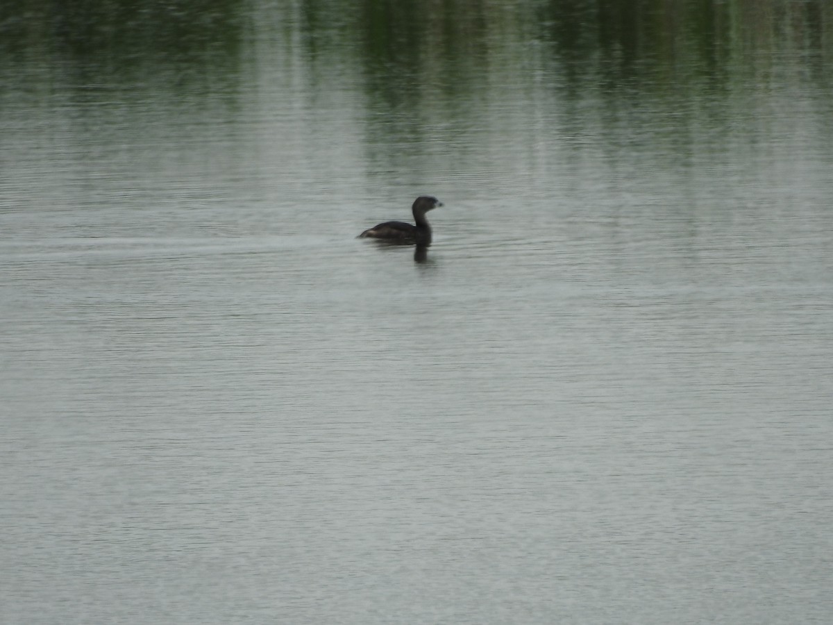 Pied-billed Grebe - ML619279122