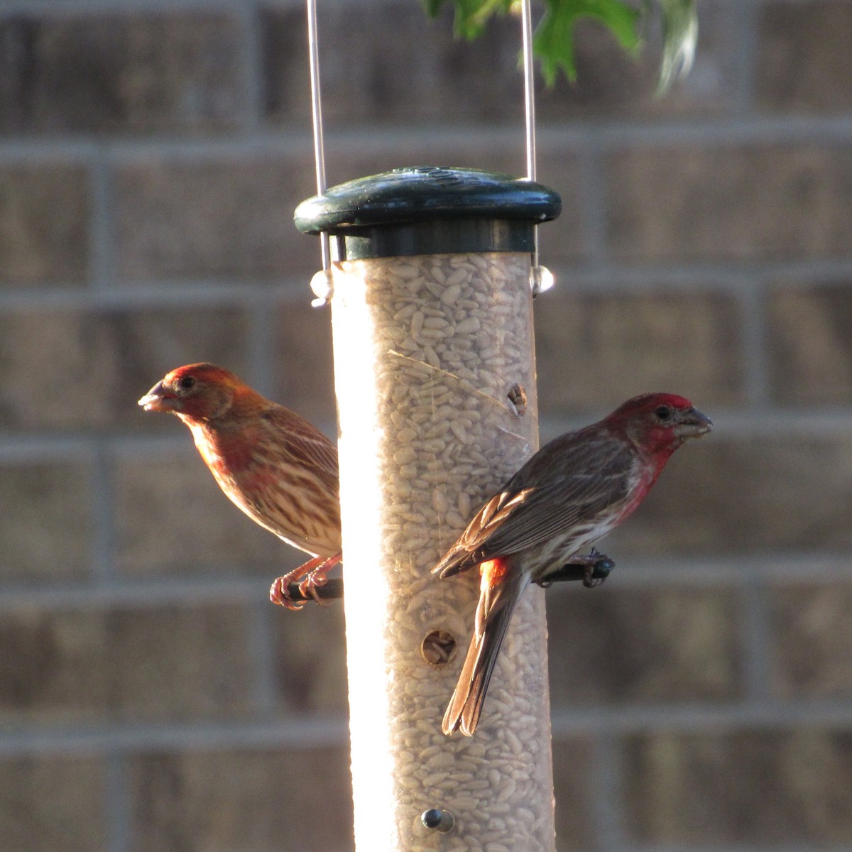 House Finch - Judy Behrens