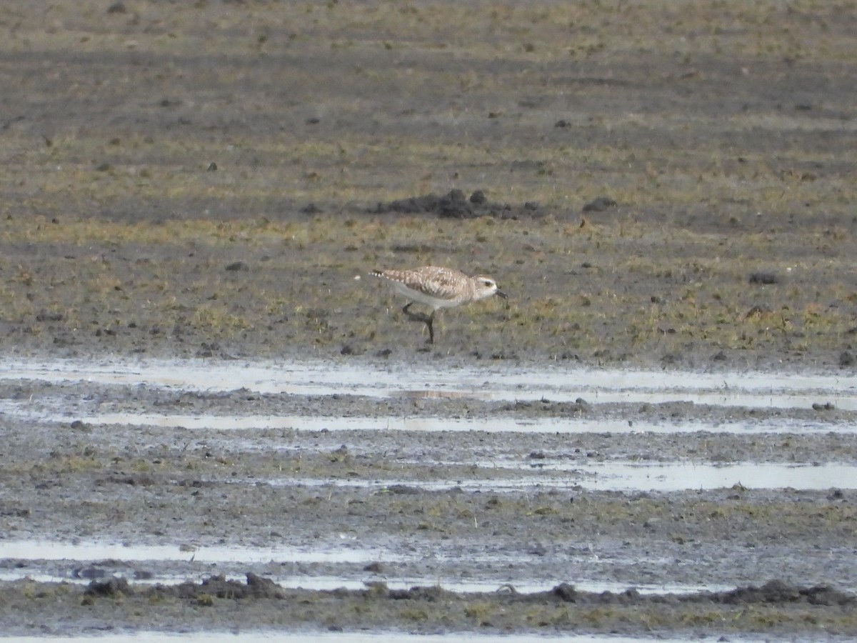 Black-bellied Plover - Bogdan  Rudzionek