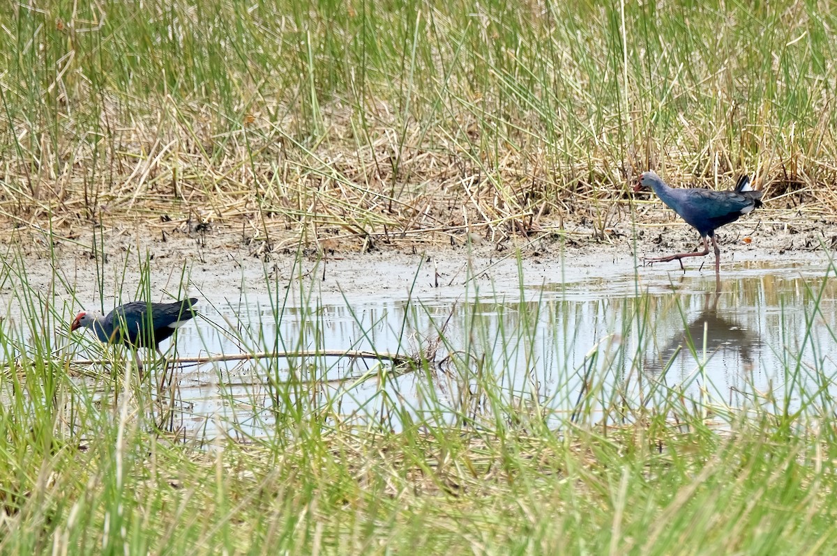 Gray-headed Swamphen - Art Jacques