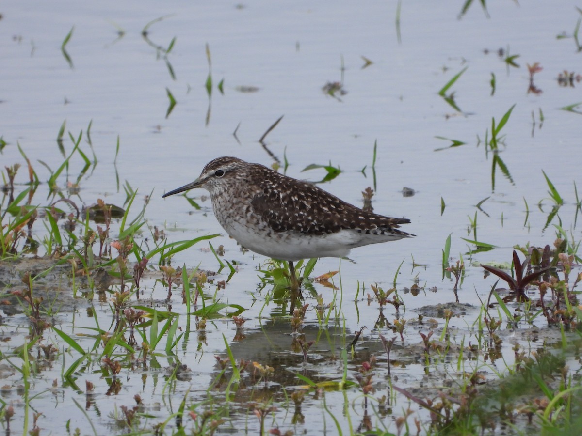 Wood Sandpiper - Bogdan  Rudzionek