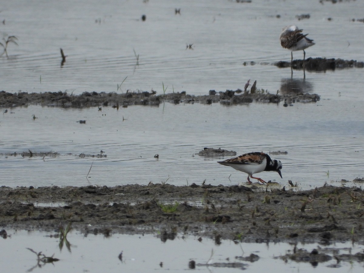 Ruddy Turnstone - Bogdan  Rudzionek